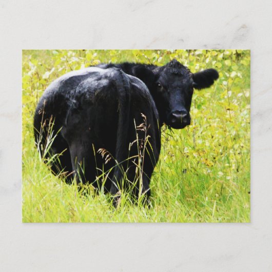 Angus Steer im großen gelben Gras Postkarte (Vorderseite)