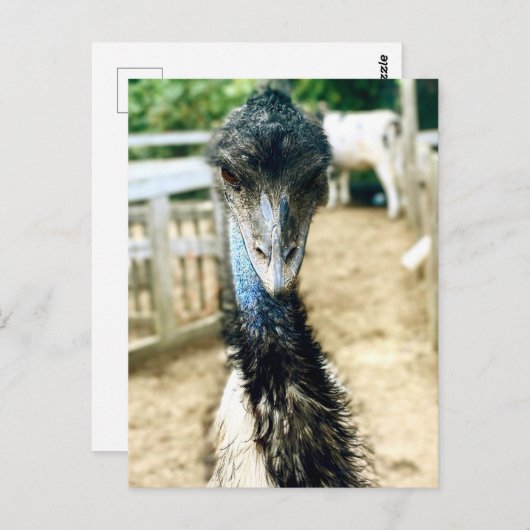 Angy Emu Postkarte (Vorne/Hinten)