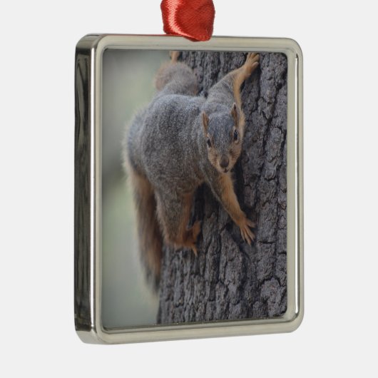 Anhaftendes Eichhörnchen Silbernes Ornament (Rechts)