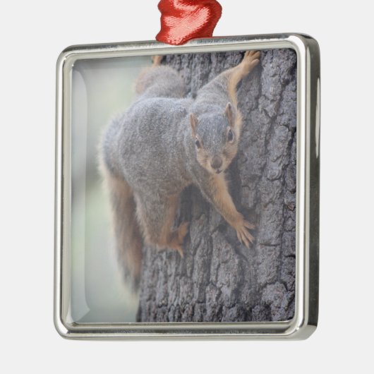 Anhaftendes Eichhörnchen Silbernes Ornament (Links)