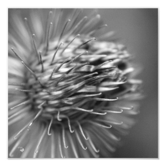 anhänglich - Premium Fotodruck Satin schwarzweiß (Vorne)