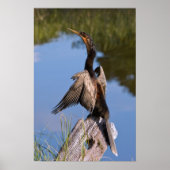 Anhinga am Teich Poster (Vorne)