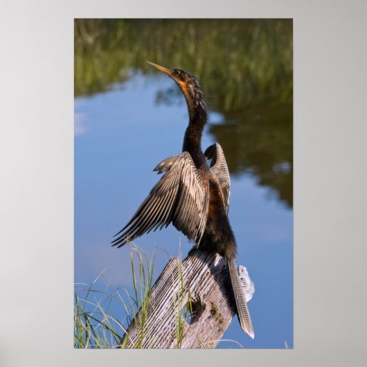 Anhinga am Teich Poster (Vorne)
