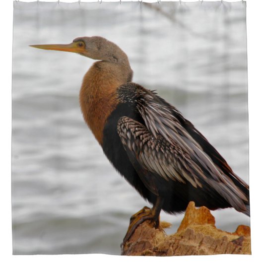 Anhinga auf der Lauer Duschvorhang (Vorderseite)
