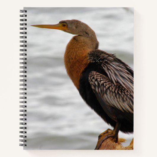 Anhinga auf der Lauer Notizblock (Vorderseite)