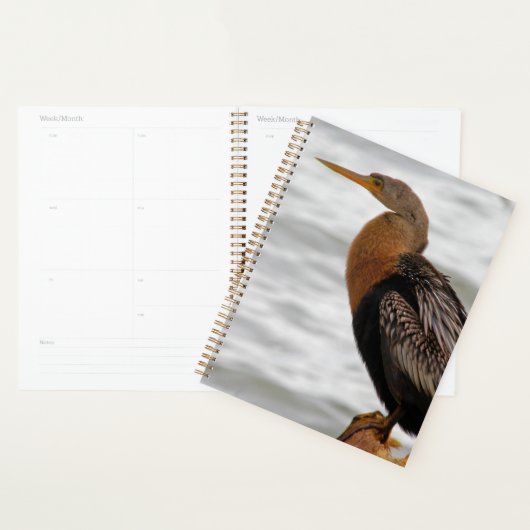 Anhinga auf der Lauer Planer (Anzeige)