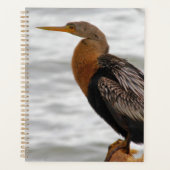 Anhinga auf der Lauer Planer (Vorderseite)