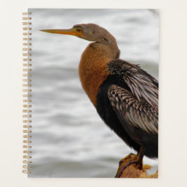 Anhinga auf der Lauer Planer