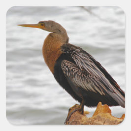 Anhinga auf der Lauer Quadratischer Aufkleber