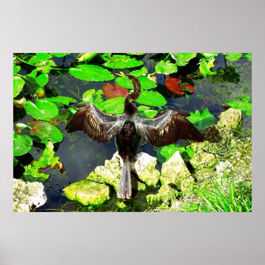 Anhinga bird, Everglades National Park, FL Poster (Vorne)