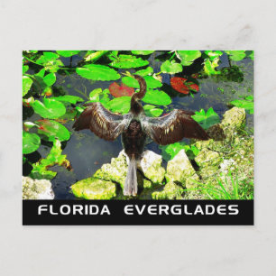 Anhinga bird, Everglades National Park, FL Postkarte