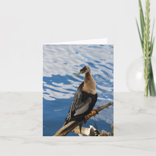 Anhinga Bird Foto Blank Note Card (Vorderseite)