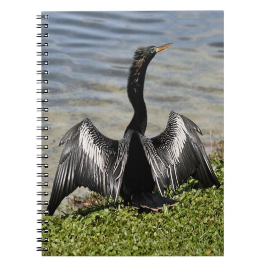 Anhinga Bird-Notebook Notizblock (Vorderseite)