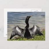 Anhinga Bird Postcard Postkarte (Vorne/Hinten)