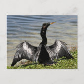 Anhinga Bird Postcard Postkarte (Vorderseite)