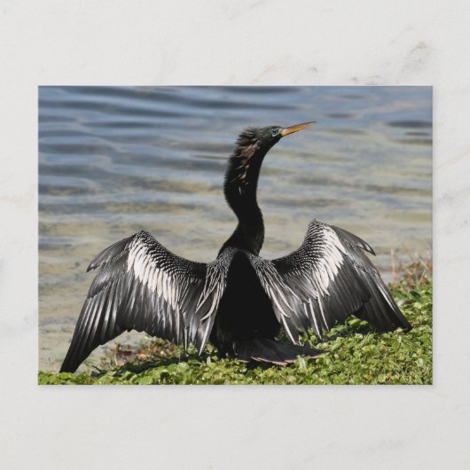 Anhinga Bird Postcard Postkarte (Vorderseite)