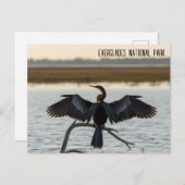 Anhinga Everglades National Park Postkarte (Vorne/Hinten)
