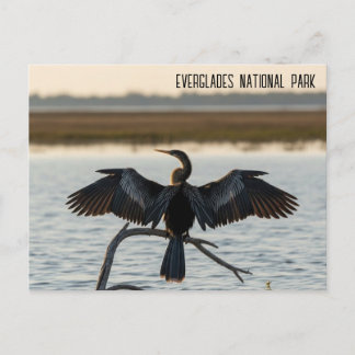 Anhinga Everglades National Park Postkarte