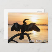 Anhinga Everglades National Park Postkarte (Vorne/Hinten)