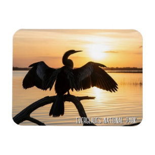 Anhinga Everglades Nationalpark Magnet