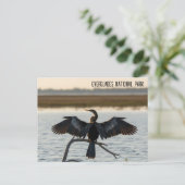 Anhinga Everglades Nationalpark Postkarte (Stehend Vorderseite)