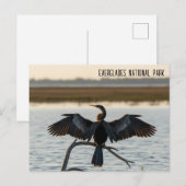 Anhinga Everglades Nationalpark Postkarte (Vorne/Hinten)