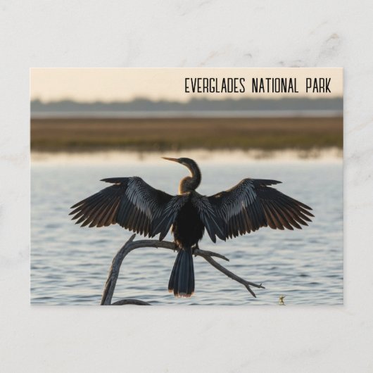 Anhinga Everglades Nationalpark Postkarte (Vorderseite)