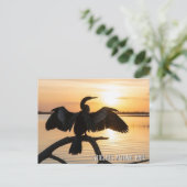 Anhinga Everglades-Nationalpark Postkarte (Stehend Vorderseite)