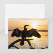 Anhinga Everglades-Nationalpark Postkarte (Vorne/Hinten)