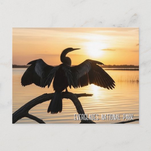 Anhinga Everglades-Nationalpark Postkarte (Vorderseite)