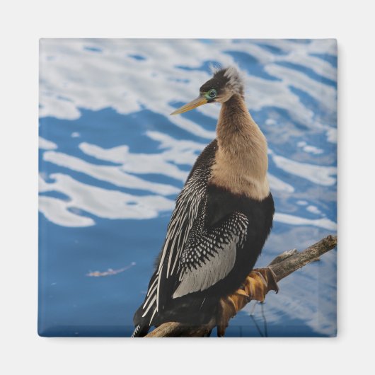 Anhinga Foto Square Magnet (Vorne)