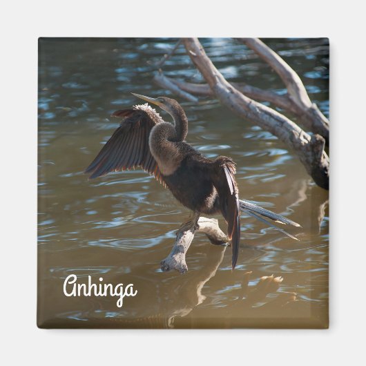 Anhinga Magnet (Vorne)