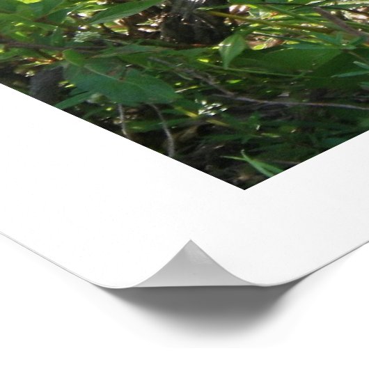 Anhinga Poster (Ecke)