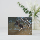 Anhinga Postkarte (Stehend Vorderseite)