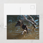 Anhinga Postkarte (Vorne/Hinten)