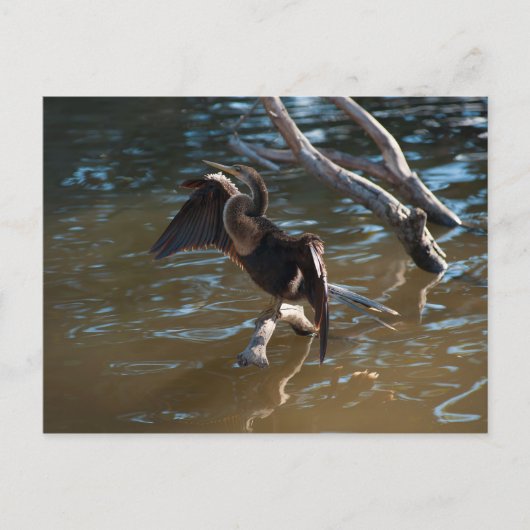 Anhinga Postkarte (Vorderseite)