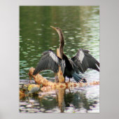 Anhinga trocken seine Federn Foto Poster (Vorne)