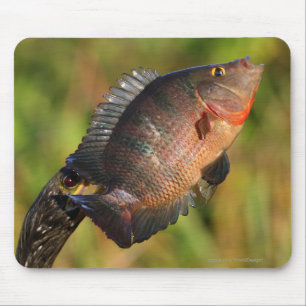 Anhinga und Fische Mousepad