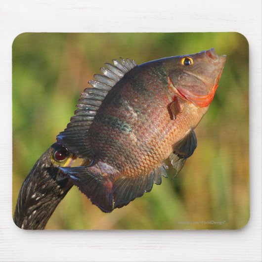 Anhinga und Fische Mousepad (Vorne)