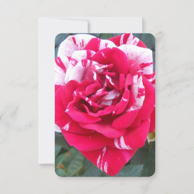 Anicia (Vorderseite)