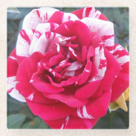 Anicia Glasuntersetzer (Vorderseite)