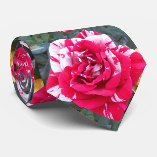 Anicia Krawatte (Gerollt)