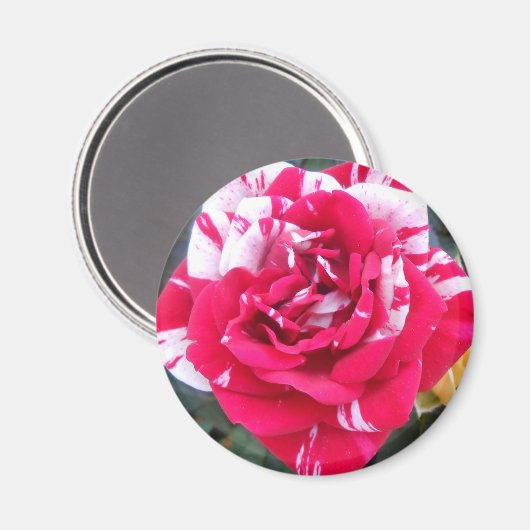 Anicia Magnet (Vorderseite/Rückseite)