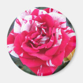 Anicia Magnet (Vorne)