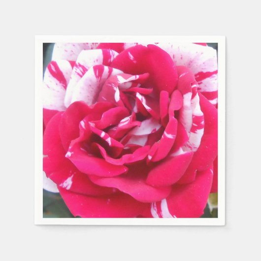 Anicia Serviette (Vorderseite)