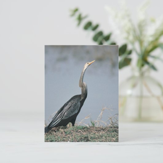 Animal-Anhinga Postkarte (Stehend Vorderseite)
