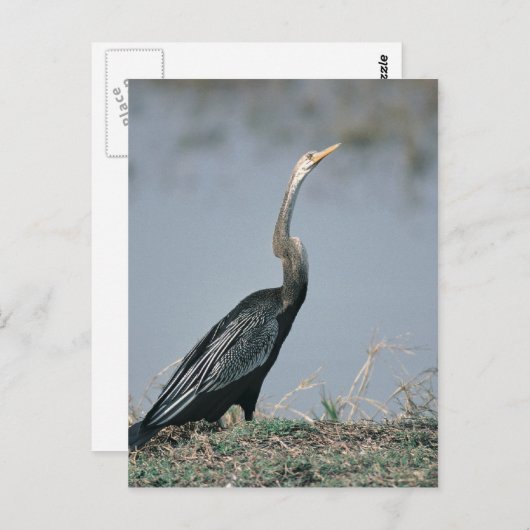 Animal-Anhinga Postkarte (Vorne/Hinten)