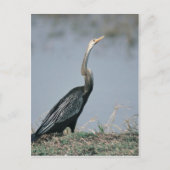 Animal-Anhinga Postkarte (Vorderseite)