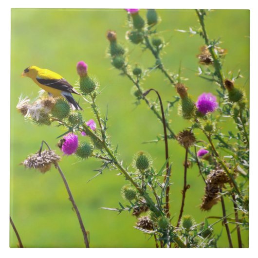 Animal - Bird - Thistle mir ein Lied Fliese (Vorderseite)