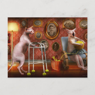 Animal - Cat - Retirement home for cats Postkarte